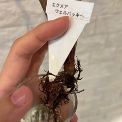 【3/20まで】【希少植物】エクメア・ウェルバッキーの画像