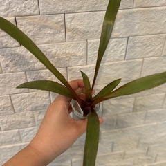 【3/20まで】【希少植物】エクメア・ウェルバッキーの画像