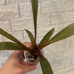 【3/20まで】【希少植物】エクメア・ウェルバッキーの画像