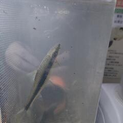 レットテールブラックシャーク(大)、フライングホックス(大)の画像