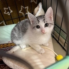 キュートな、ななちゃん！人馴れ抜群！猫とも仲良し！