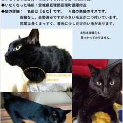 猫を捜しています