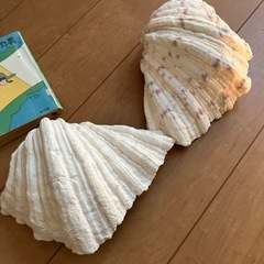 アクアリウムしゃこ貝2個