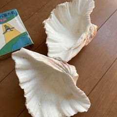 アクアリウムしゃこ貝2個の画像