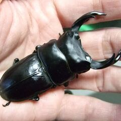 三重県産オオクワガタ F2 ♂75.2ミリ ♀47.4ミリ ペア