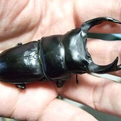 三重県産オオクワガタ F2 ♂75.2ミリ ♀47.4ミリ ペアの画像