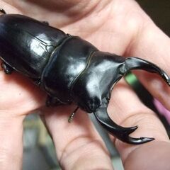 三重県産オオクワガタ F2 ♂75.2ミリ ♀47.4ミリ ペアの画像