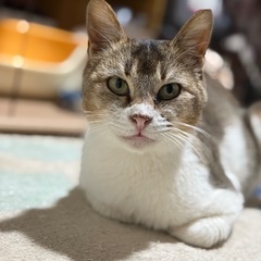 里親募集