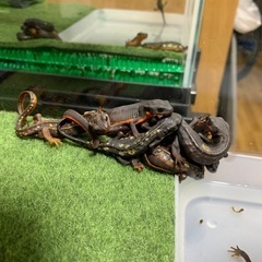 オキナワシリケンイモリ　の画像