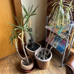 観葉植物
の画像
