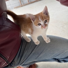 保護猫