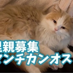 レスキューしてますが老猫の為お家が見つかりません