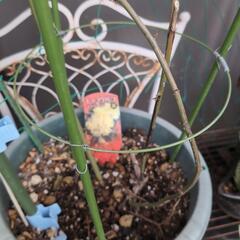 バラ観葉植物サボテンなど