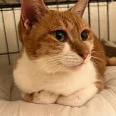 茶白の「レディー」ちゃん♀ - 猫
