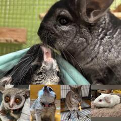 ★エキゾチック系アニマルCafeに、いっしょに行きましょう(๑•...