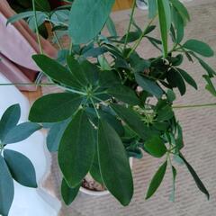 観葉植物カポックの画像