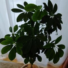 観葉植物カポック