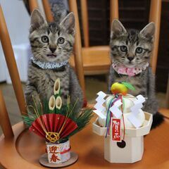 超甘えん坊で愛らしい兄妹あくあ＆まりん