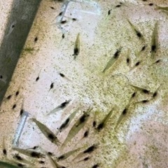 ミナミヌマエビ