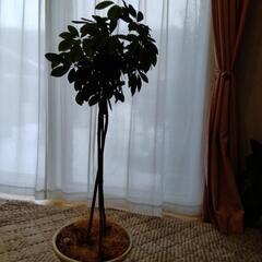 観葉植物カポックの画像