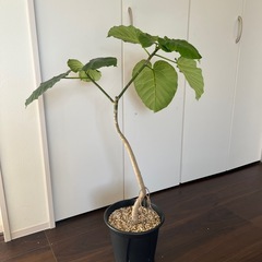 観葉植物　ウンベラータ　曲げ　　　の画像
