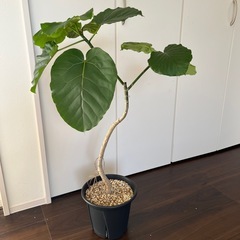 観葉植物　ウンベラータ　曲げ　　　の画像