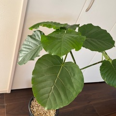 観葉植物　ウンベラータ　曲げ　　　の画像