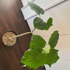 観葉植物　ウンベラータ　曲げ　　　の画像