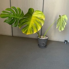 モンステラ 観葉植物