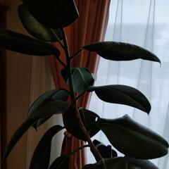 観葉植物ゴムの木