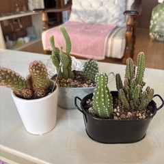 ミニサボテン