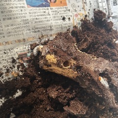 琉球ノコギリクワガタの画像