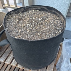 ミョウガ　不織布プランターごとお渡し