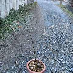 【お話し中】ブルーベリー苗（ラビットアイ系）