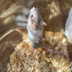 パンダマウス男の子