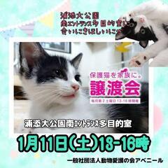 毎月定例アベニール譲渡会　1月11日開催！