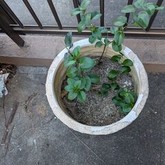 planter花瓶　中古の画像