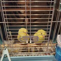 セキセイインコ　ルチノー