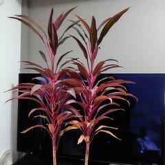 コルジリネ　紅光