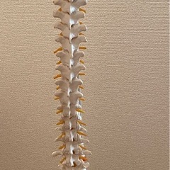 背骨骨模型