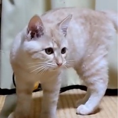 ❣️かわいい茶トラの男の子❣️