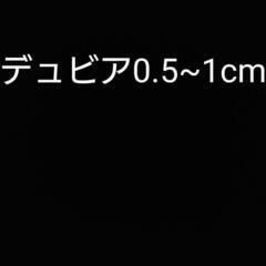 エサ用デュビアです。