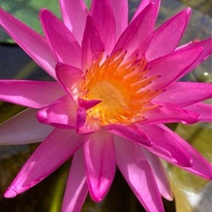 睡蓮　トロピックスタ-　とても綺麗な花が咲きます！