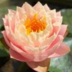 ゴールデンゴブレット　睡蓮