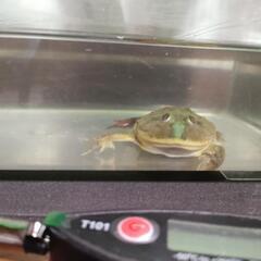 バジェットガエル＆飼育セット