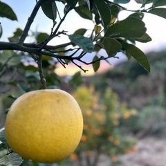 晩白柚(日本一大きな柑橘&縁起物)の画像