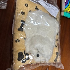 眠る犬