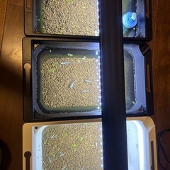メダカ各種＋飼育ケース３＋LEDライトセット