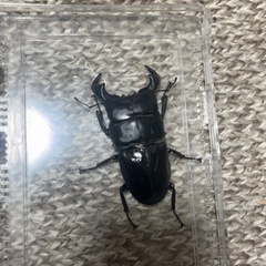 外国産ヒラタクワガタの幼虫の画像