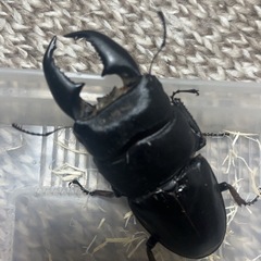 外国産ヒラタクワガタの幼虫の画像